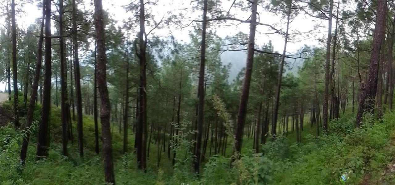 Thakur Homes- Couple And Family Friendly Homestay Shimla Exterior foto
